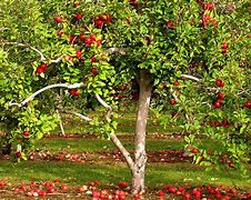 Image result for 3 Metre Apple Tree