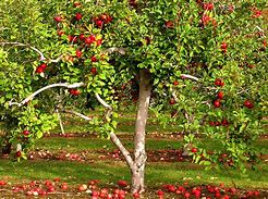 Image result for Apple Tree Nursery