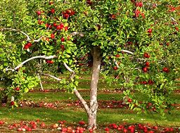 Image result for Small Apple Fruit