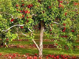 Image result for Red Apple Tree