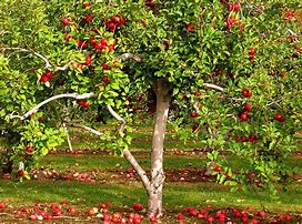 Image result for Apple Tree Surounded by Garden