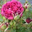 Image result for Shakespeare Poems About a Rose