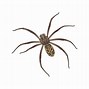 Image result for Camel Spider Pictures Iraq