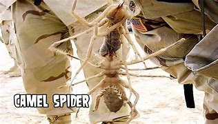 Image result for Biggest Spider Bite in the World