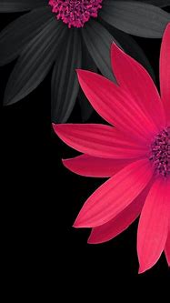 Image result for AMOLED Floral Wallpaper