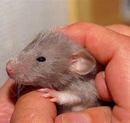 Image result for Different Between Baby Rats and Mice