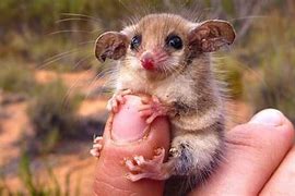 Image result for Smallest Mammal in the World
