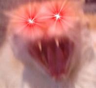 Image result for White Cat Scream Meme