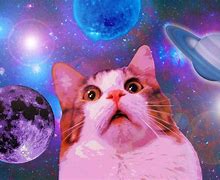 Image result for Vote Pizza Cat Meme