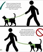 Image result for cat harness