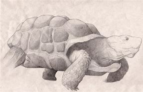 Image result for Tortoise Sketch