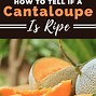 Image result for How to Ripen Carambola