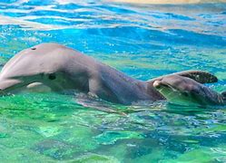 Image result for Dolphin Babies