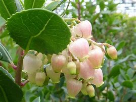 Image result for Arbutus unedo ROSELILY