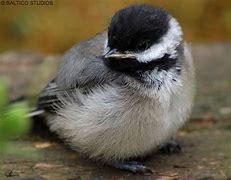 Image result for Baby Black-capped Chickadee