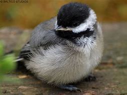 Image result for Baby Black-capped Chickadee