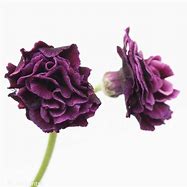 Image result for Primula auricula The Marie Crousse
