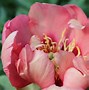 Image result for Paeonia itoh Old Rose Dandy