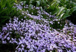 Image result for Phlox Tiny Bugles