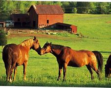Image result for Horse Farm Esiminacao