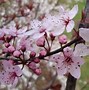 Image result for Prunus domestica Rode Mirabel