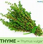 Image result for Thyme Herb