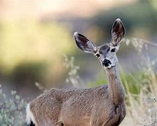 Image result for biche