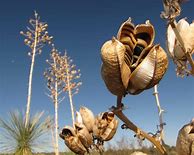 Image result for Desert Yucca Plant Arizona