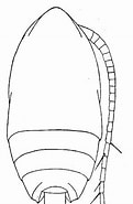 Image result for "acrocalanus Monachus". Size: 121 x 185. Source: copepodes.obs-banyuls.fr