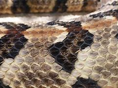 Image result for Snake Scales Fall Off