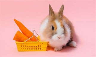 Image result for Bunny Carrot