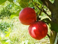 Image result for Summer Apple Tree