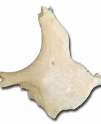 Image result for Deer Neck Bone