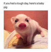 Image result for Funny Baby Pig Memes