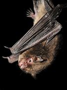Image result for Indiana Brown Bat