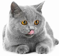 Image result for British Blue Hair Cat