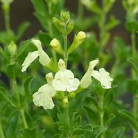 Image result for Salvia greggii SUNCREST Lemon Light