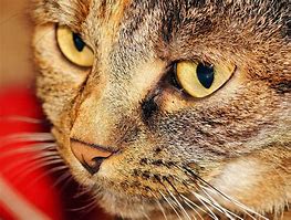 Image result for Female Cat Face