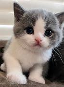 Image result for Funny Cute Kitty Pictures