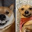 Image result for Dog with Big Grin Meme