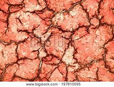 Image result for 100X Microscope View