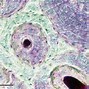 Image result for Bone Tissue 100X