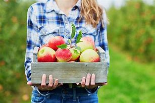 Image result for Apple Picker Eating Apples