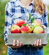 Image result for Pick Apples