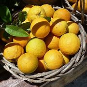 Image result for A Basket of Oranges