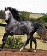 Image result for Andalusian Horse Head