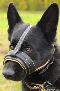 Image result for PetSmart Dog Muzzle