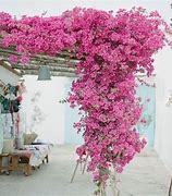 Image result for Perennial Climbing Flowering Vines