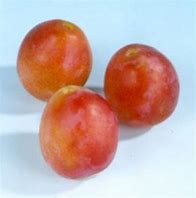 Image result for Prunus domestica Early Laxton