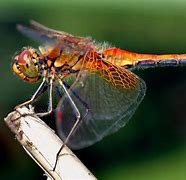 Image result for dragonfly